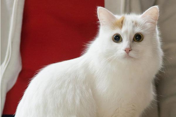 土耳其梵猫叫什么名字比较好听-图1
