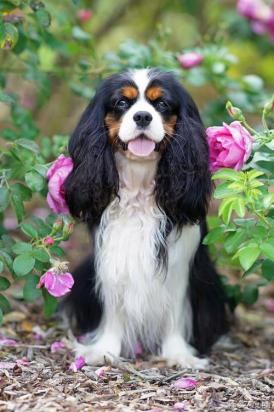 查理王小猎犬取什么名字能给主人带来好运-图1