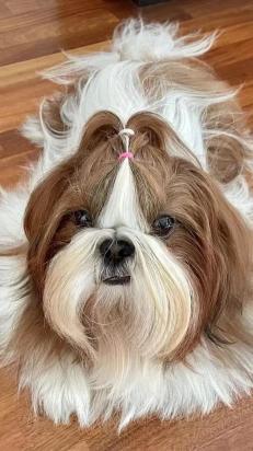 西施犬叫什么名字比较好听-图1