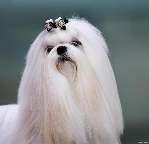 2024最火的西施犬名字大全-图1