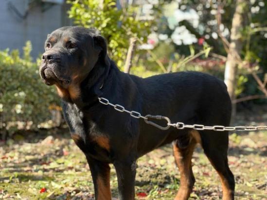 罗威纳犬取什么名字能给主人带来好运-图1