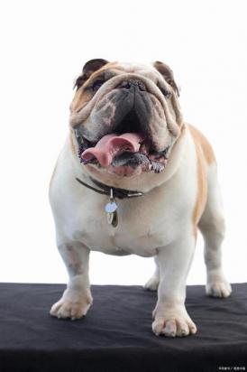 英国斗牛犬叫什么名字比较好听-图1