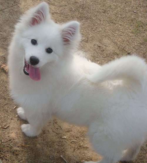 银狐犬叫什么名字比较好听-图1