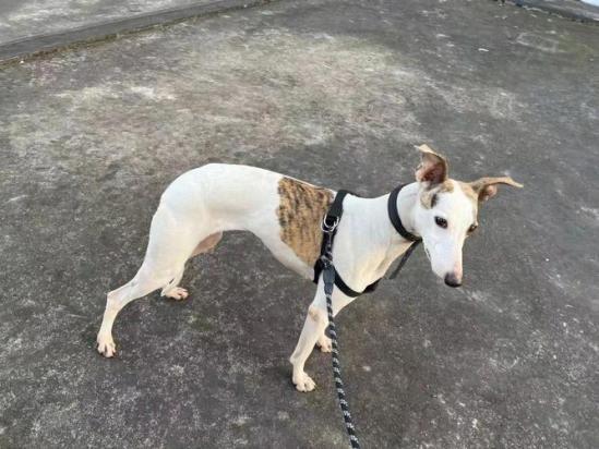 惠比特犬几个月开始训练-图1