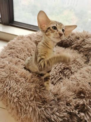 东方短毛猫几个月开始训练-图1