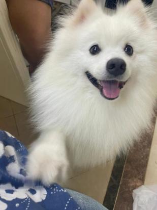 银狐犬怎么能养熟-图1