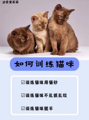 喜马拉雅猫怎么训练-图1