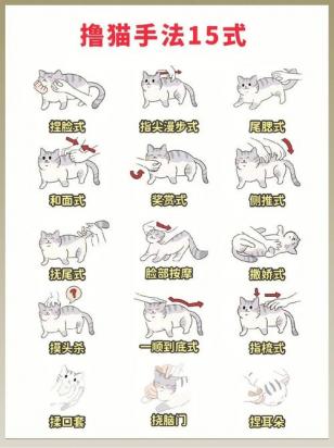 美短怎么训练-图1