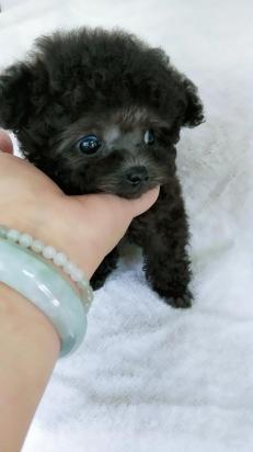 3个月的贵宾犬好养活吗-图1