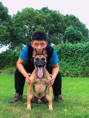 马犬最佳训练期是什么时候-图1