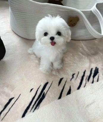 马尔济斯犬最佳训练期是什么时候-图1