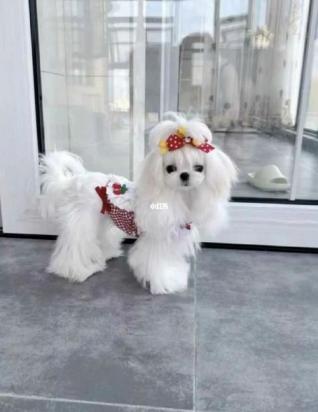 马尔济斯犬怎么训练-图1