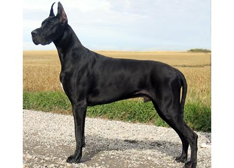 大丹犬几个月开始训练-图1