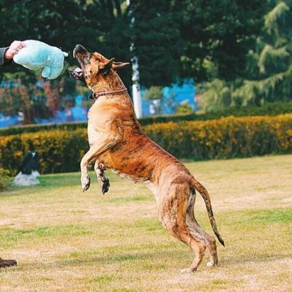 大丹犬训练方法是怎样的-图1
