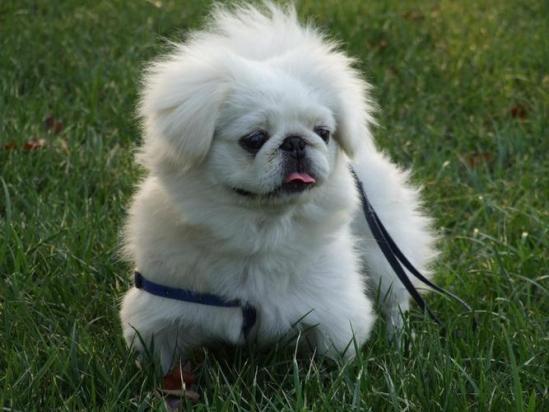 京巴犬最佳训练期是什么时候-图1