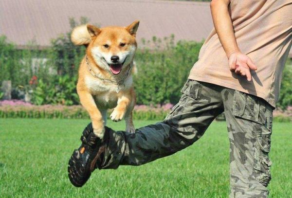 柴犬训练方法是怎样的-图1