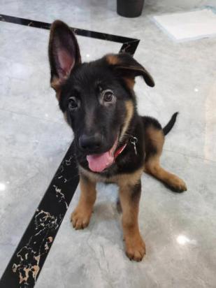 养三个月大的德牧犬容易养活吗-1