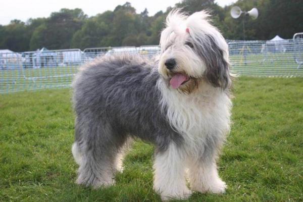 古代牧羊犬训练方法是怎样的-图1