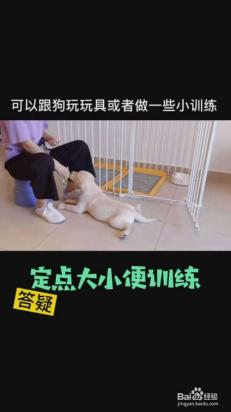 拉布拉多幼犬怎么训练上厕所-图1