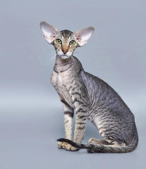 东方短毛猫训练方法是怎样的