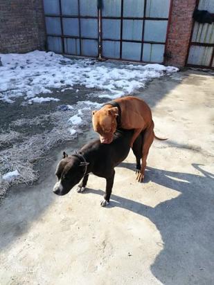 10个月的比特犬可以配种吗-图1