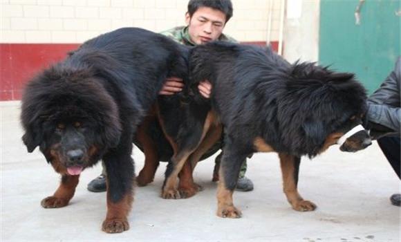 9个月的藏獒可以配种吗-图1