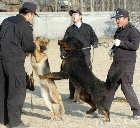 藏獒训练方法是怎样的-图1