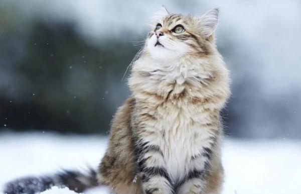 褴褛猫训练方法是怎样的