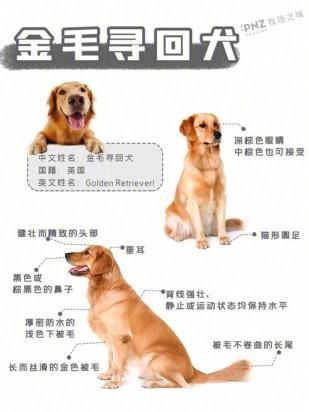 金毛几个月开始训练-图1