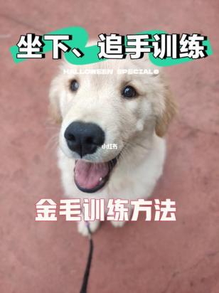 金毛训练方法是怎样的-图1