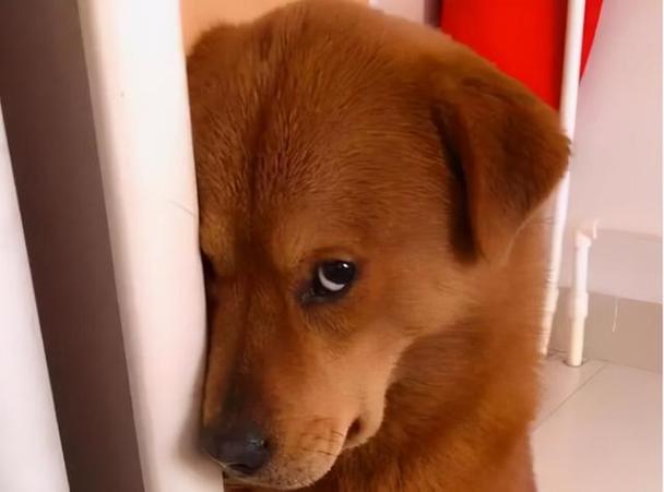 腊肠犬认错的表现-图1