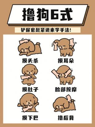 泰迪狗怎么训练拿东西-图1