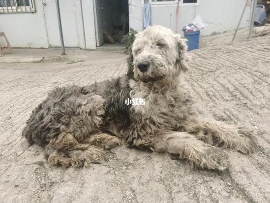9个月的古代牧羊犬可以配种吗-图1