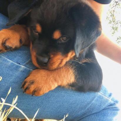 9个月的罗威纳犬可以配种吗-图1