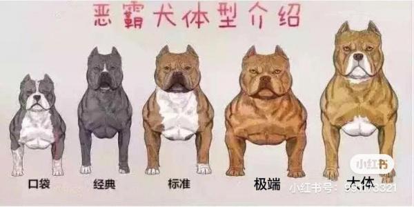 9个月的美国恶霸犬可以配种吗-图1