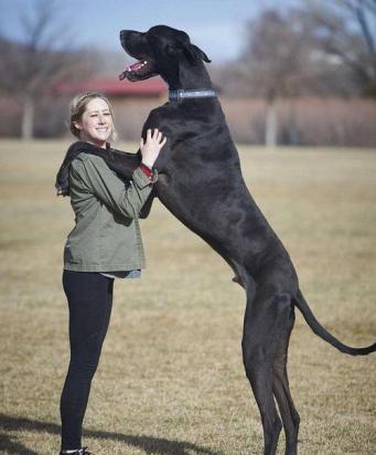 7个月的大丹犬可以配种吗-图1
