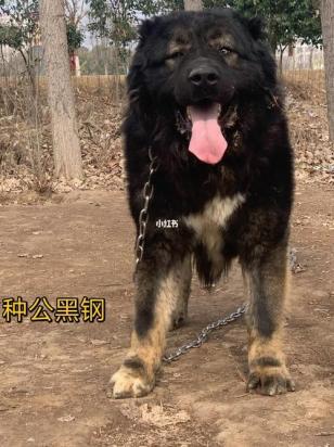 10个月的高加索犬可以配种吗-图1