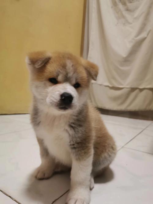 8个月的秋田犬可以配种吗-图1