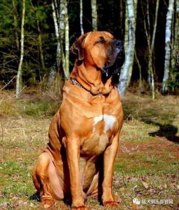 8个月的日本土佐犬可以配种吗-图1