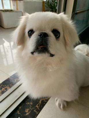 8个月的京巴犬可以配种吗-图1
