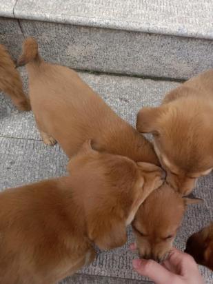 8个月的中华田园犬可以配种吗-图1