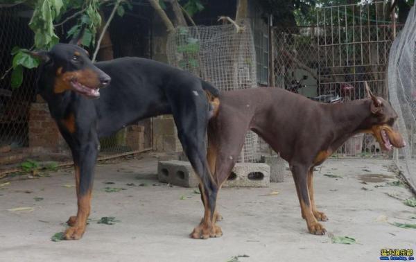 7个月的杜高犬可以配种吗-图1