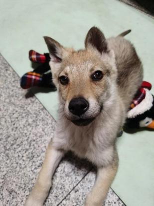 9个月的捷克狼犬可以配种吗-图1