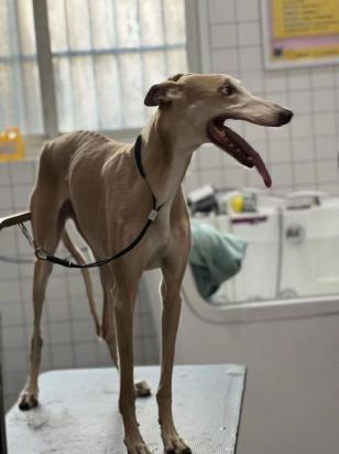 10个月的灵缇犬可以配种吗