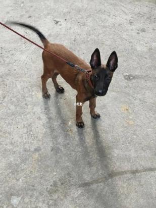 9个月的马犬可以配种吗-图1