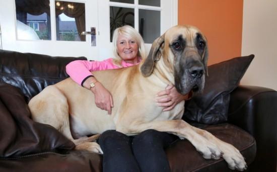 8个月的大丹犬可以配种吗-图1