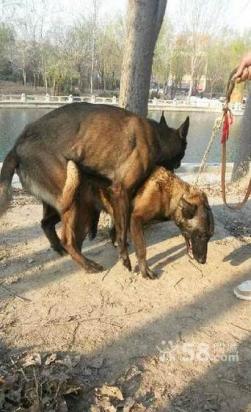 8个月的马犬可以配种吗-图1