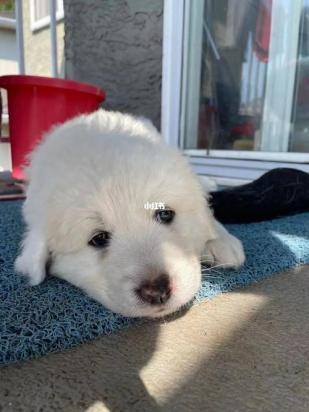 10个月的大白熊犬可以配种吗-图1