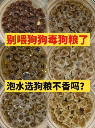 狗吃什么能代替狗粮-图1
