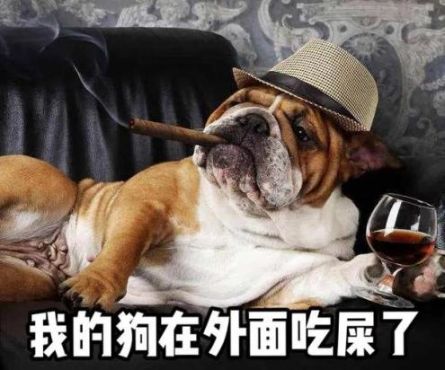 狗狗不吃不喝一招解决-图1